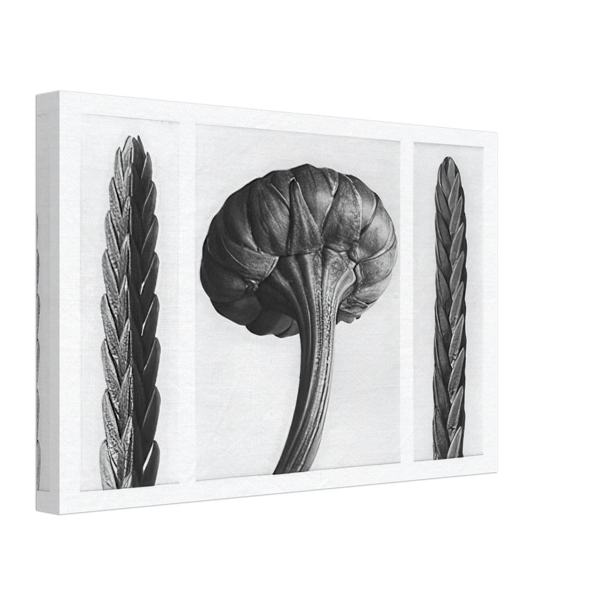 Art Forms in Nature 28 by Karl Blossfeldt, canvas, view 2