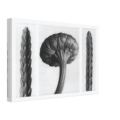 Art Forms in Nature 28 by Karl Blossfeldt, canvas, view 2