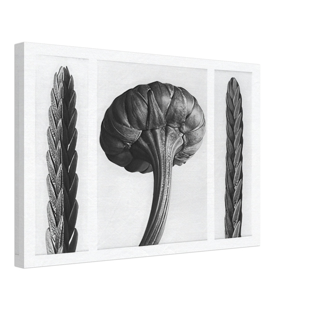 Art Forms in Nature 28 by Karl Blossfeldt, canvas