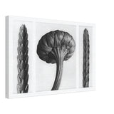 Art Forms in Nature 28 by Karl Blossfeldt, canvas