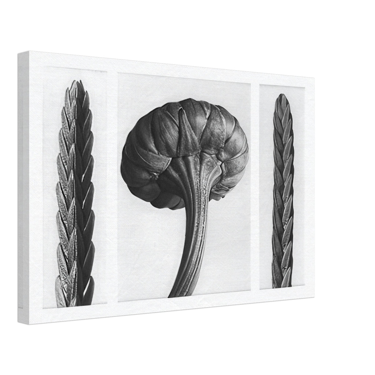 Art Forms in Nature 28 by Karl Blossfeldt, canvas