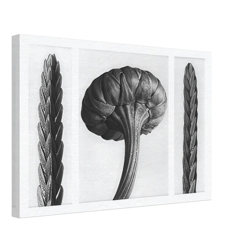 Art Forms in Nature 28 by Karl Blossfeldt, canvas