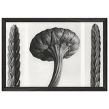 Art Forms in Nature 28 by Karl Blossfeldt, framed poster, view 2