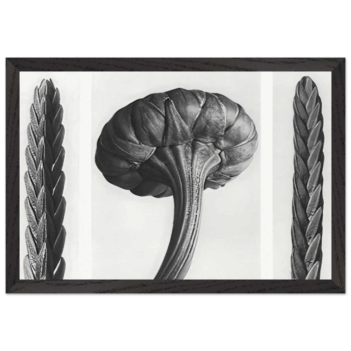 Art Forms in Nature 28 by Karl Blossfeldt, framed poster, view 2
