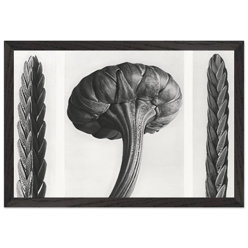 Art Forms in Nature 28 by Karl Blossfeldt, framed poster, view 2