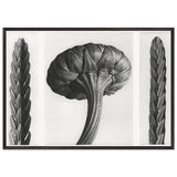 Art Forms in Nature 28 by Karl Blossfeldt, framed poster, view 3