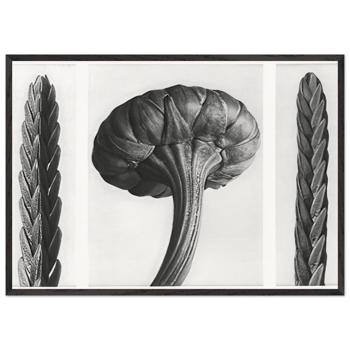Art Forms in Nature 28 by Karl Blossfeldt, framed poster, view 3