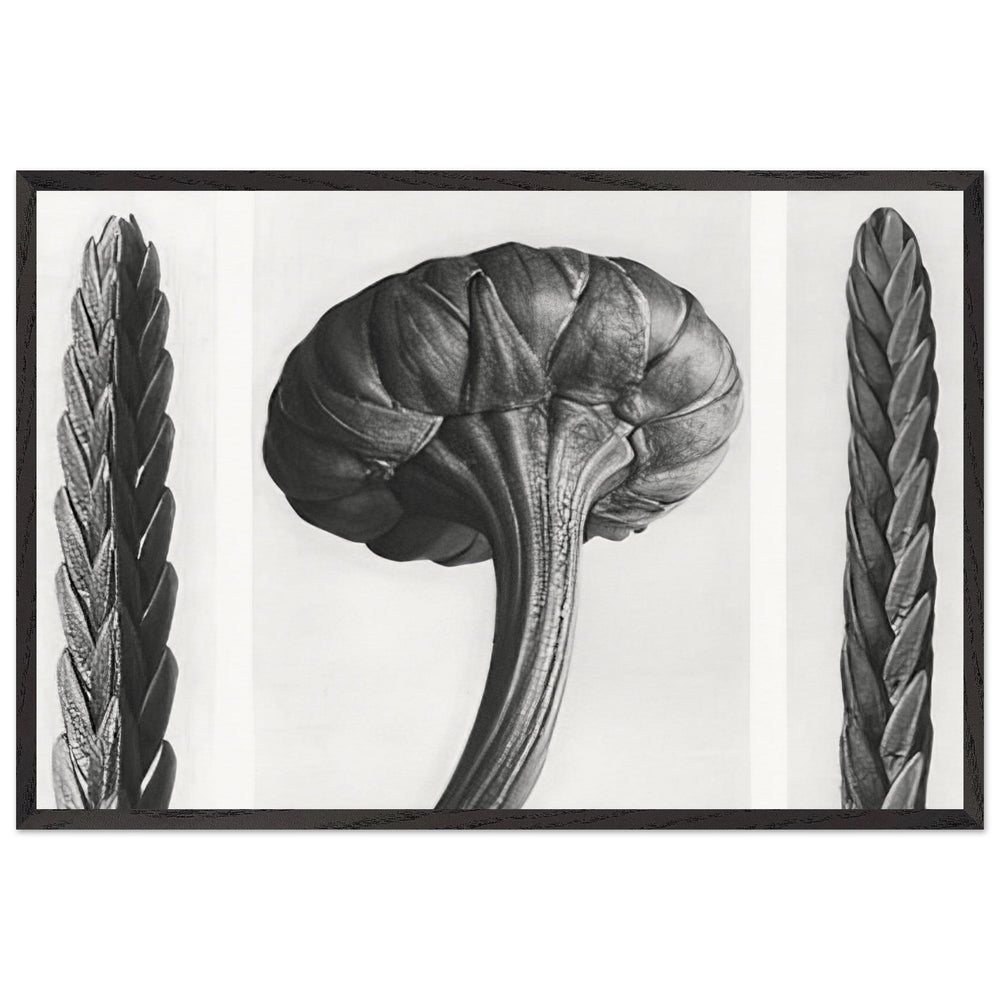 Art Forms in Nature 28 by Karl Blossfeldt, framed poster