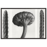 Art Forms in Nature 28 by Karl Blossfeldt, framed poster