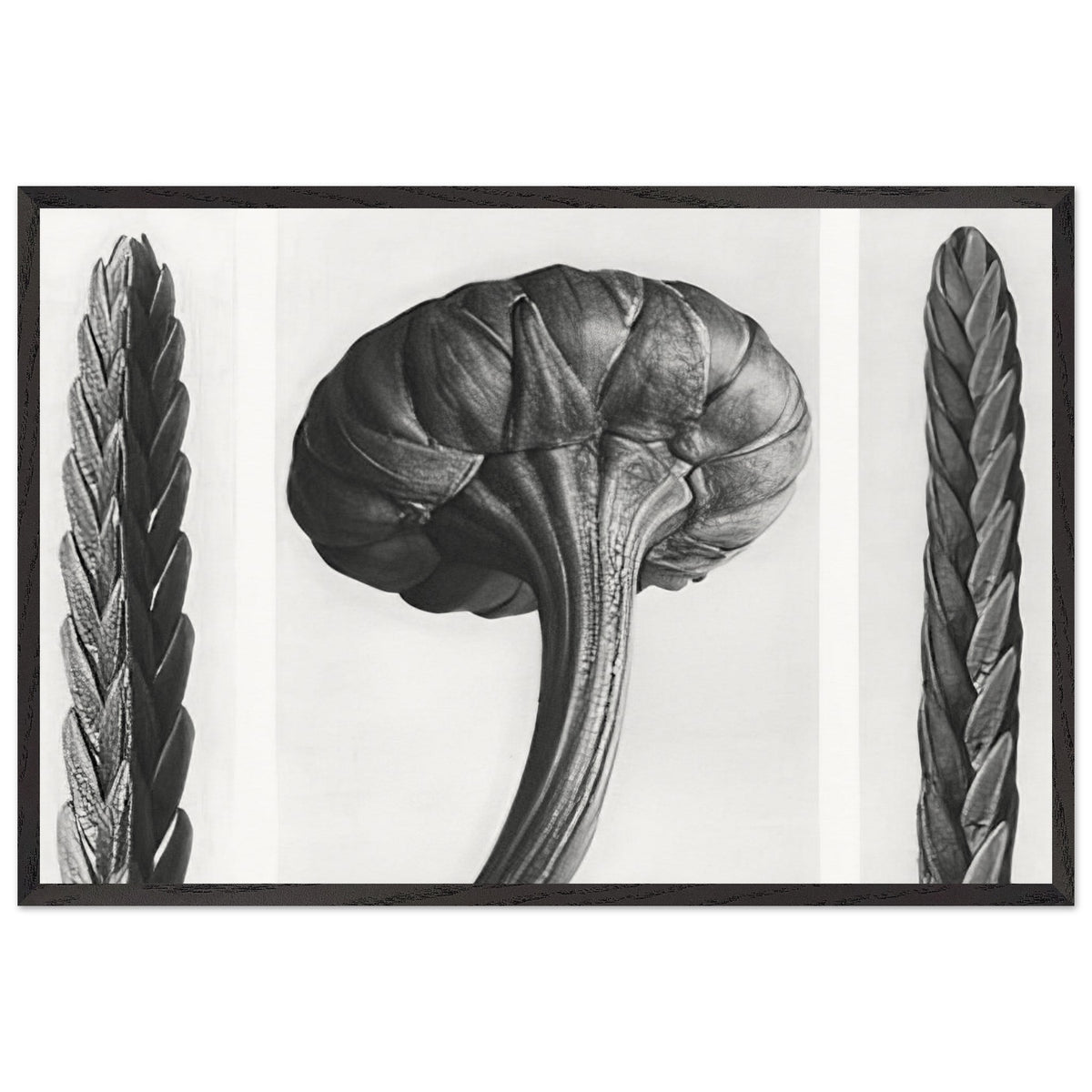 Art Forms in Nature 28 by Karl Blossfeldt, framed poster