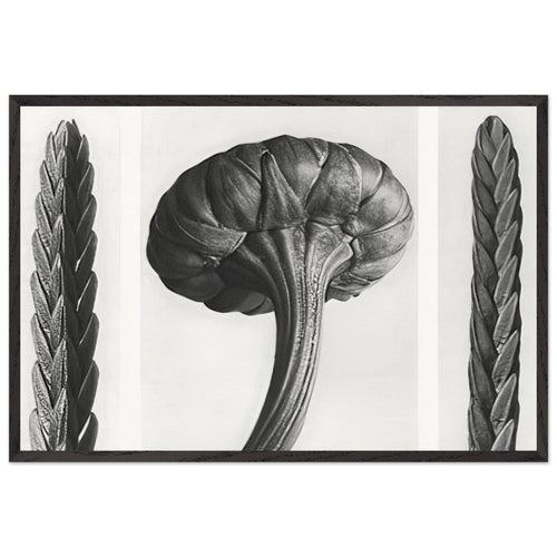 Art Forms in Nature 28 by Karl Blossfeldt, framed poster