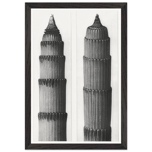 Art Forms in Nature 3 by Karl Blossfeldt, framed poster, view 2