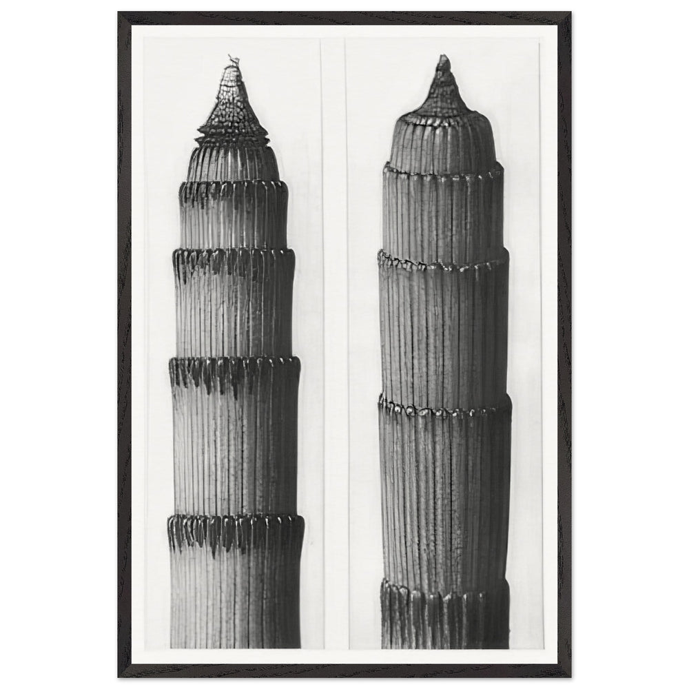 Art Forms in Nature 3 by Karl Blossfeldt, framed poster