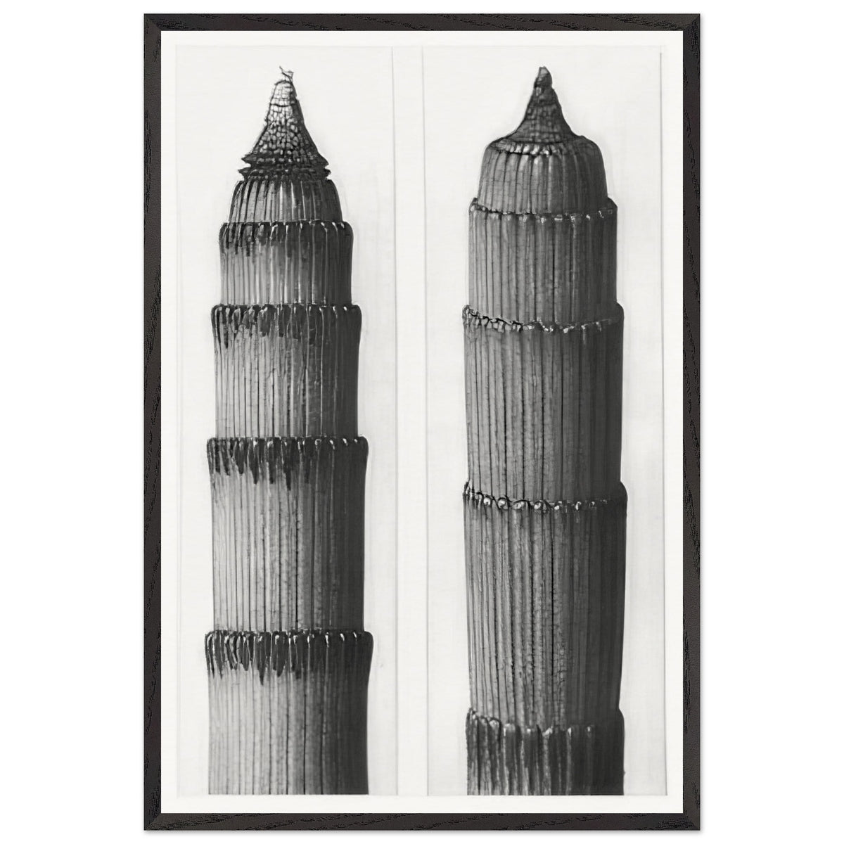 Art Forms in Nature 3 by Karl Blossfeldt, framed poster