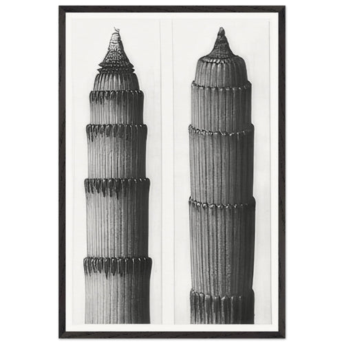 Art Forms in Nature 3 by Karl Blossfeldt, framed poster