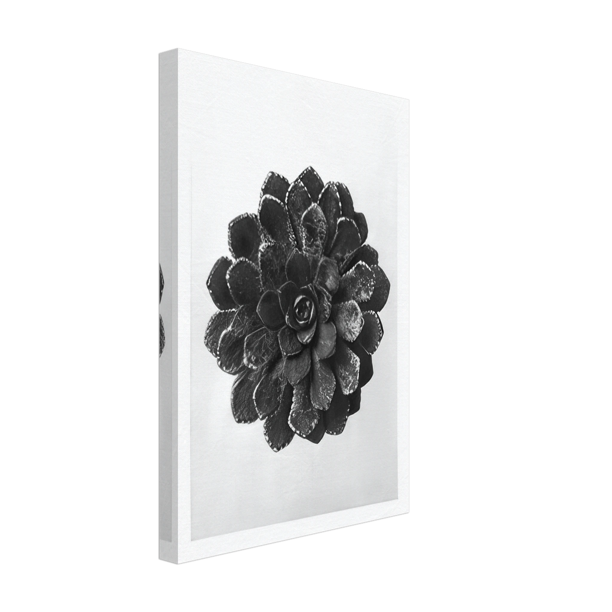 Art Forms in Nature 30 by Karl Blossfeldt, canvas, view 2