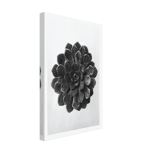 Art Forms in Nature 30 by Karl Blossfeldt, canvas, view 2