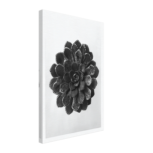 Art Forms in Nature 30 by Karl Blossfeldt, canvas