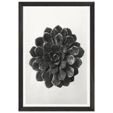 Art Forms in Nature 30 by Karl Blossfeldt, framed poster, view 2
