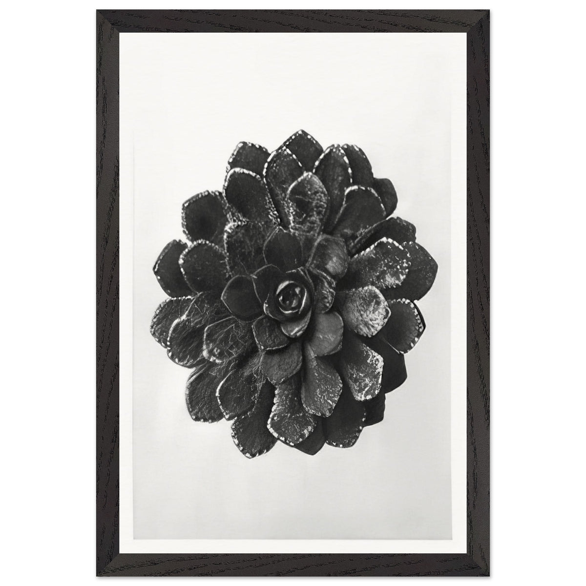 Art Forms in Nature 30 by Karl Blossfeldt, framed poster, view 2