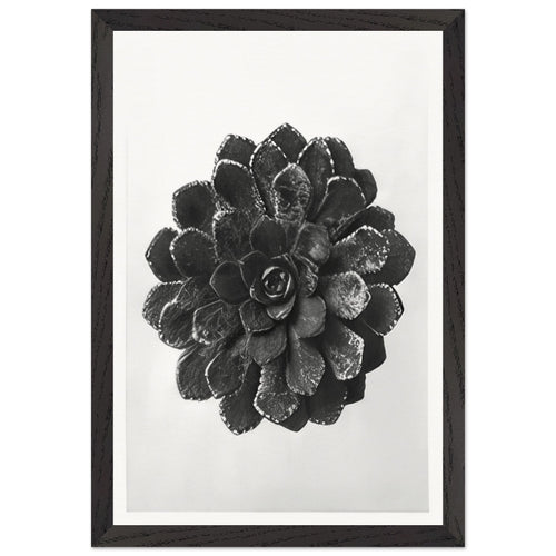 Art Forms in Nature 30 by Karl Blossfeldt, framed poster, view 2