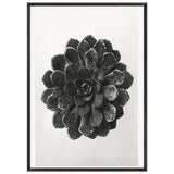 Art Forms in Nature 30 by Karl Blossfeldt, framed poster, view 3