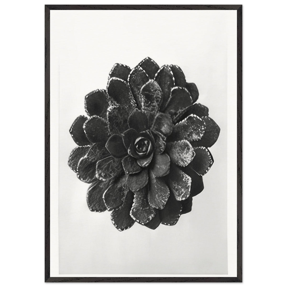 Art Forms in Nature 30 by Karl Blossfeldt, framed poster, view 3