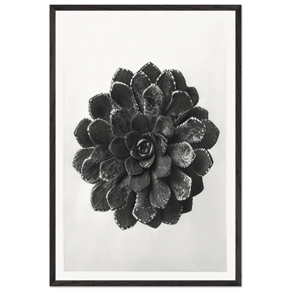Art Forms in Nature 30 by Karl Blossfeldt, framed poster