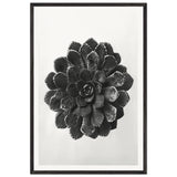 Art Forms in Nature 30 by Karl Blossfeldt, framed poster