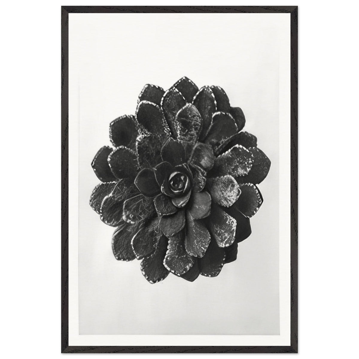 Art Forms in Nature 30 by Karl Blossfeldt, framed poster
