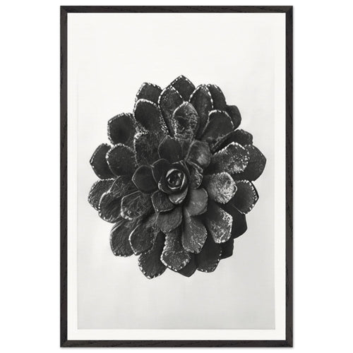 Art Forms in Nature 30 by Karl Blossfeldt, framed poster