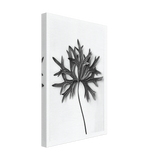 Art Forms in Nature 31 by Karl Blossfeldt, canvas, view 2