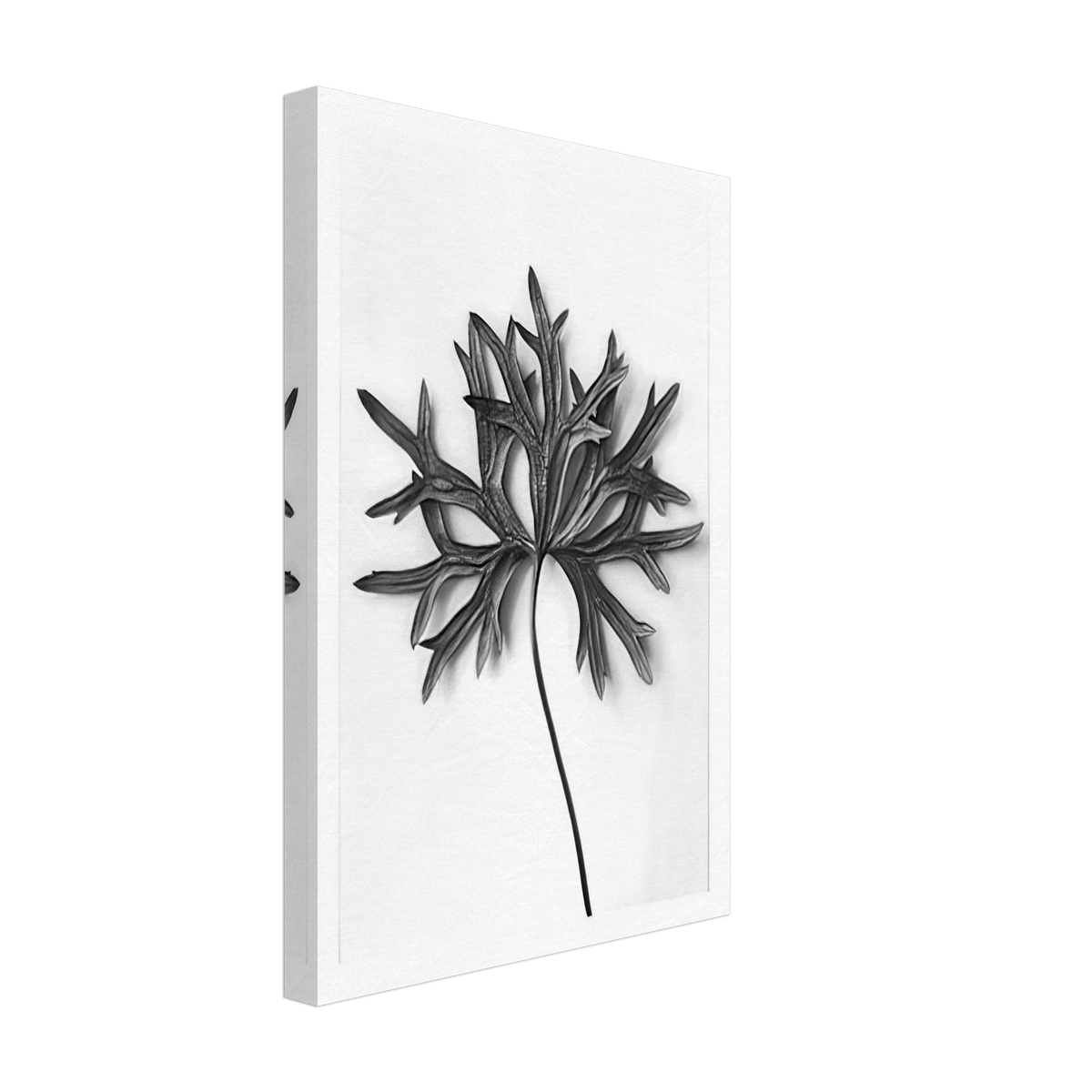 Art Forms in Nature 31 by Karl Blossfeldt, canvas, view 2