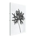 Art Forms in Nature 31 by Karl Blossfeldt, canvas