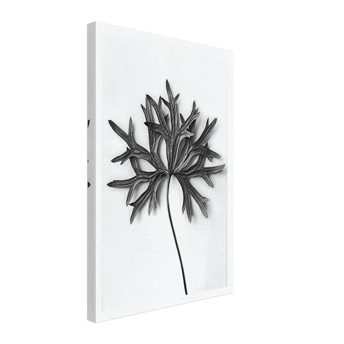 Art Forms in Nature 31 by Karl Blossfeldt, canvas