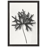 Art Forms in Nature 31 by Karl Blossfeldt, framed poster, view 2