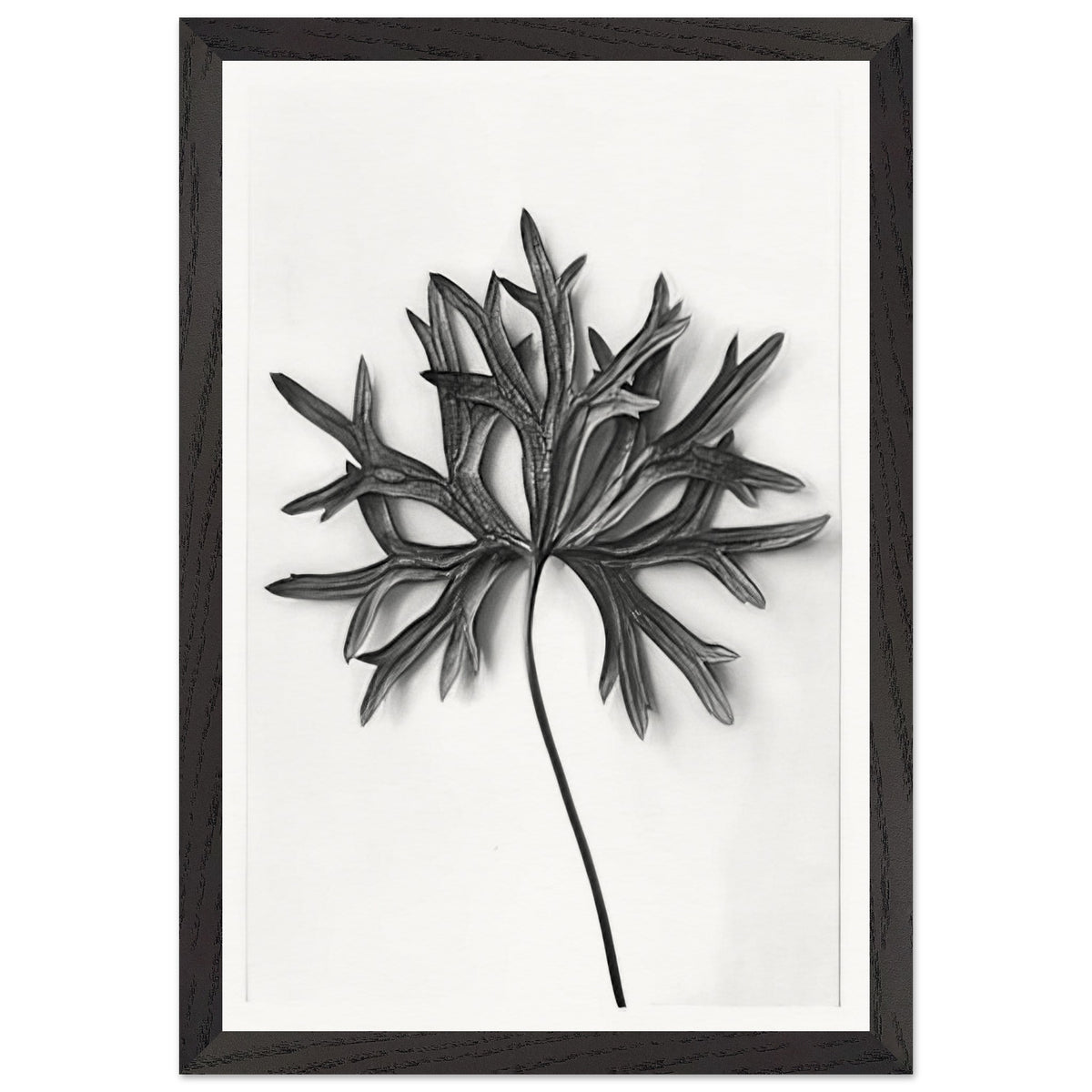 Art Forms in Nature 31 by Karl Blossfeldt, framed poster, view 2