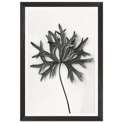Art Forms in Nature 31 by Karl Blossfeldt, framed poster, view 2