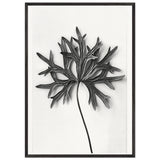 Art Forms in Nature 31 by Karl Blossfeldt, framed poster, view 3