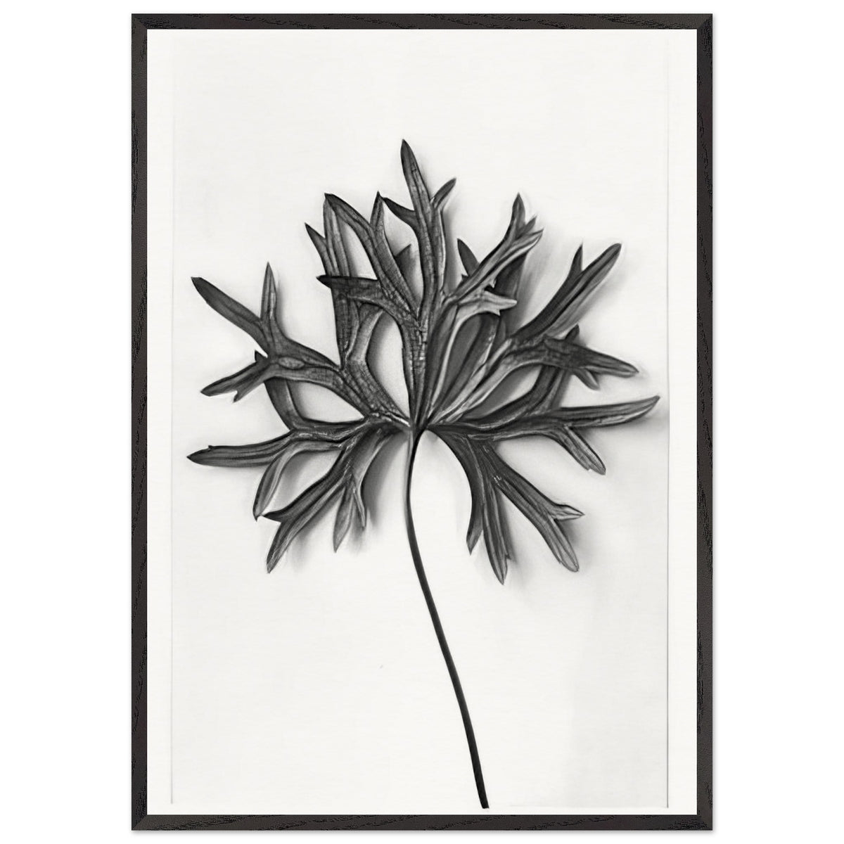Art Forms in Nature 31 by Karl Blossfeldt, framed poster, view 3