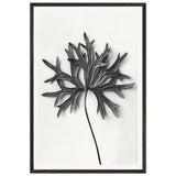 Art Forms in Nature 31 by Karl Blossfeldt, framed poster