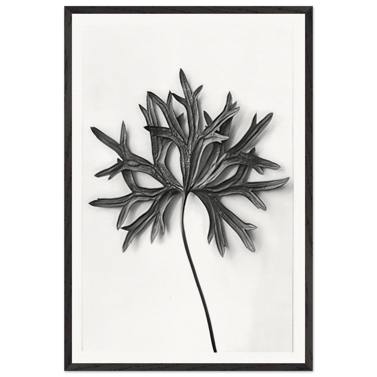 Art Forms in Nature 31 by Karl Blossfeldt, framed poster