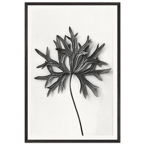 Art Forms in Nature 31 by Karl Blossfeldt, framed poster