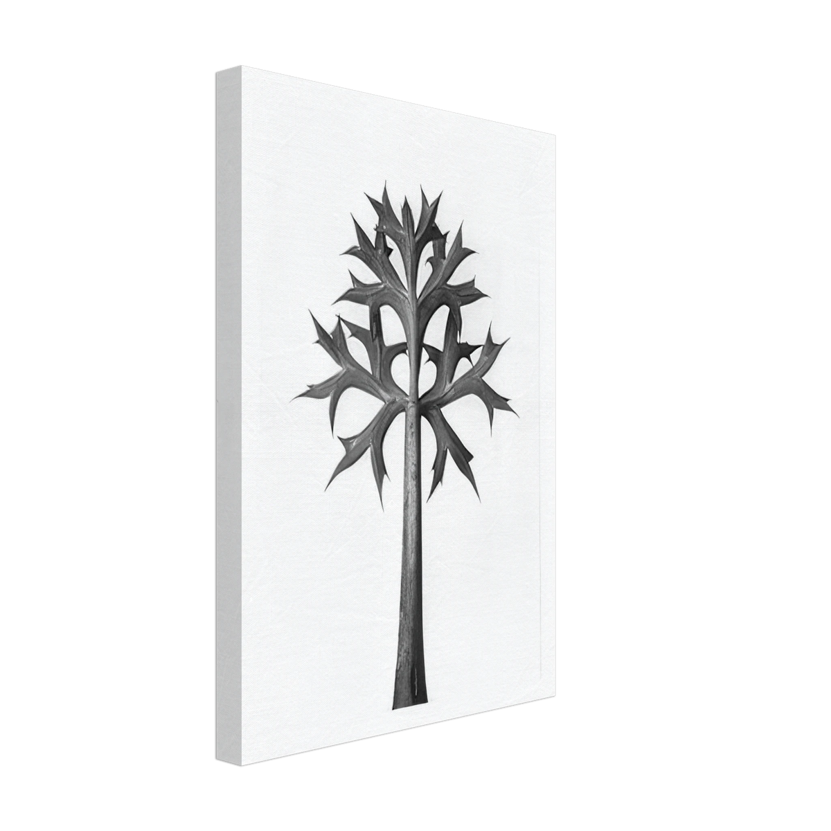 Art Forms in Nature 32 by Karl Blossfeldt, canvas, view 2