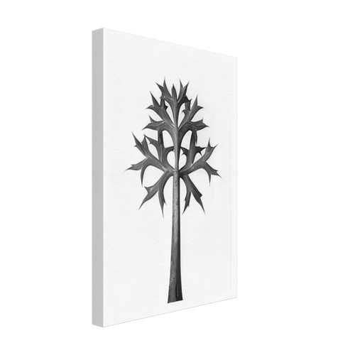 Art Forms in Nature 32 by Karl Blossfeldt, canvas, view 2