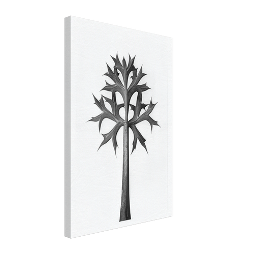 Art Forms in Nature 32 by Karl Blossfeldt, canvas