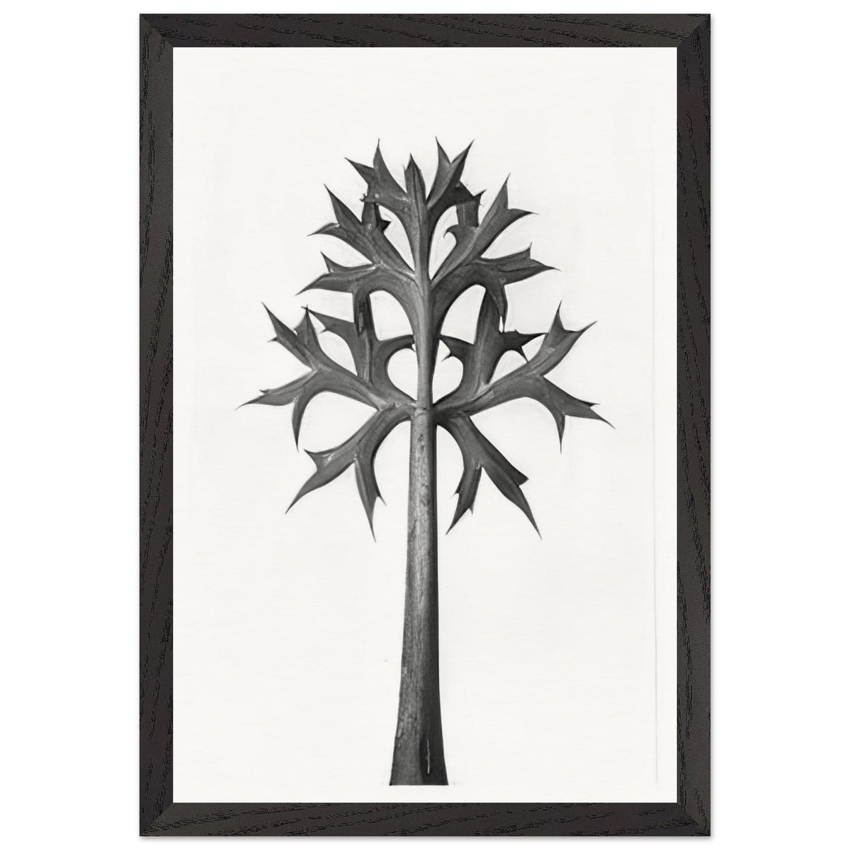 Art Forms in Nature 32 by Karl Blossfeldt, framed poster, view 2