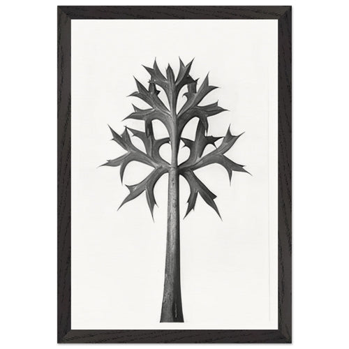 Art Forms in Nature 32 by Karl Blossfeldt, framed poster, view 2