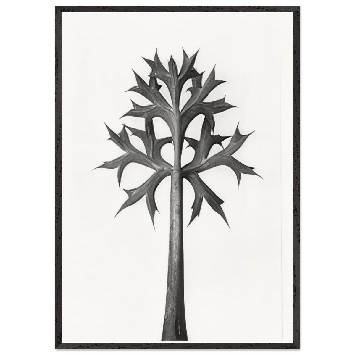 Art Forms in Nature 32 by Karl Blossfeldt, framed poster, view 3