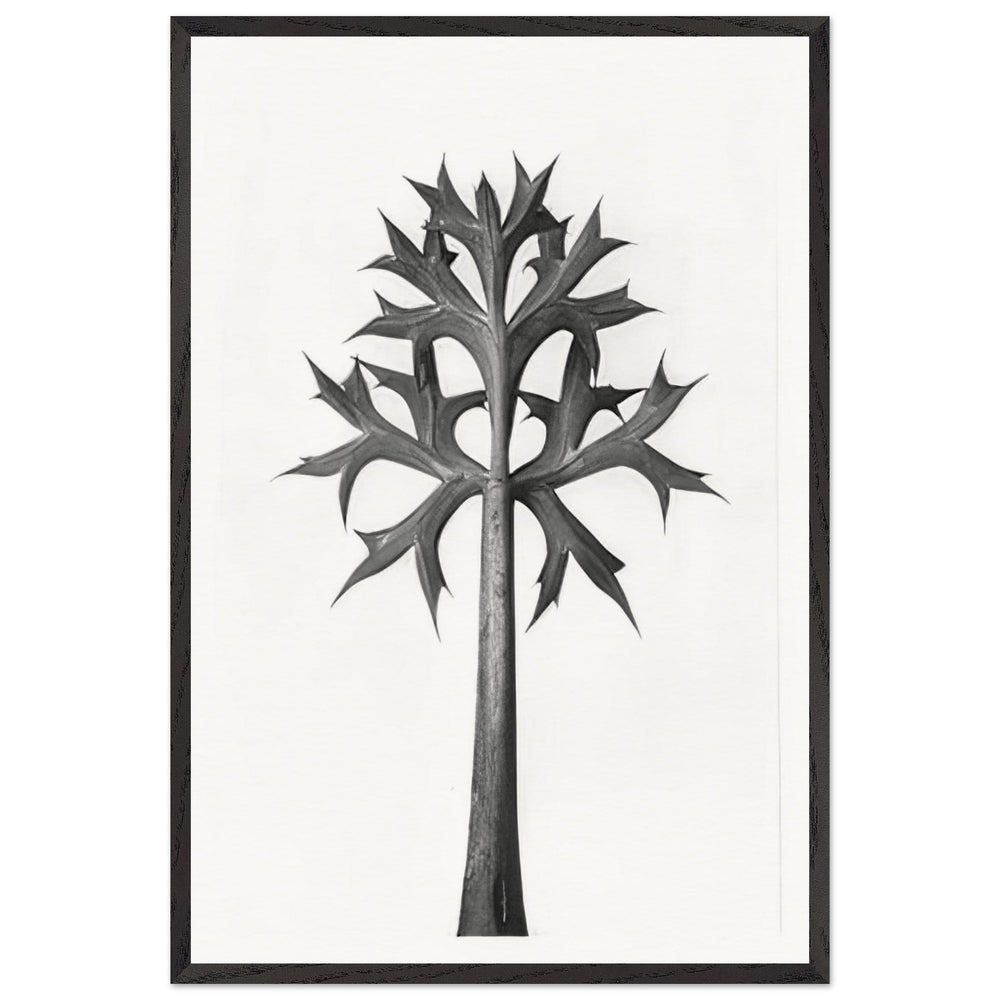 Art Forms in Nature 32 by Karl Blossfeldt, framed poster